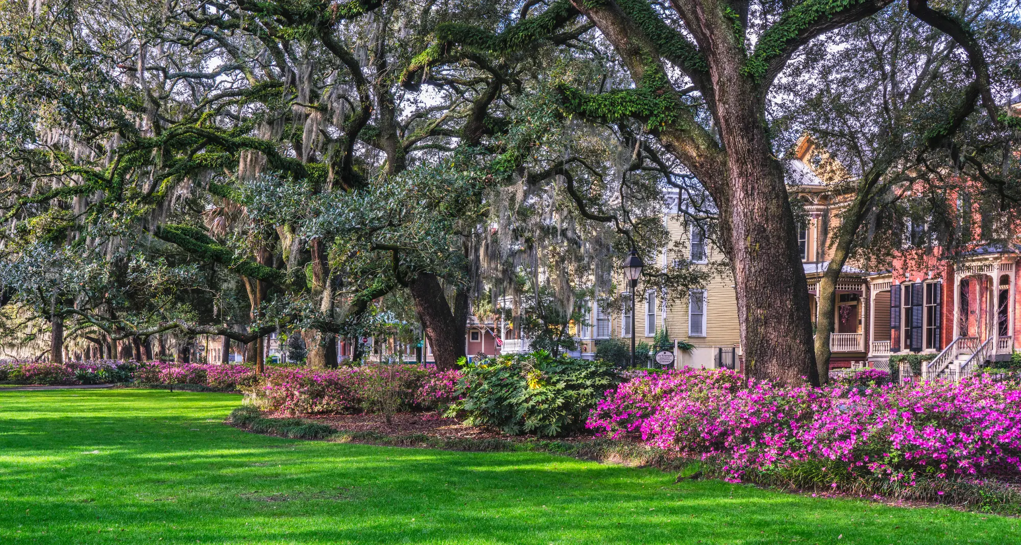 Dominate the Savannah Market for Your Trade